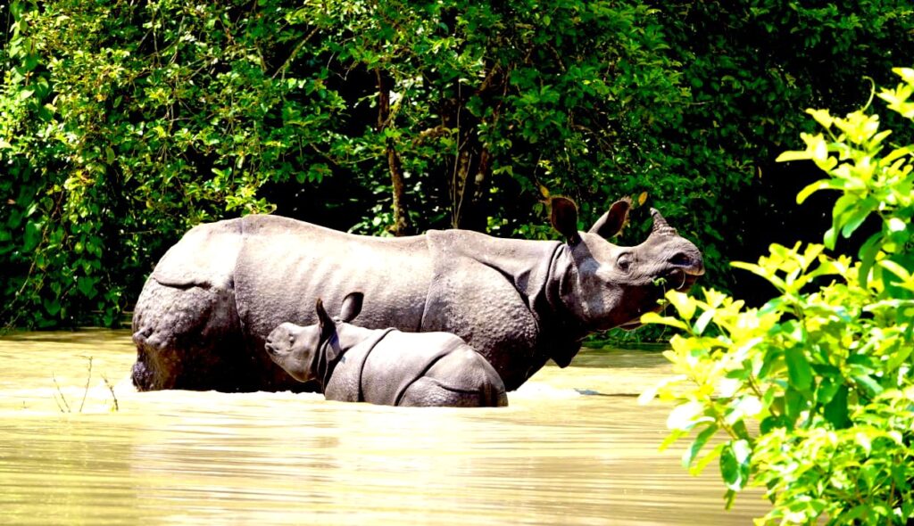 Kaziranga National park rhino image