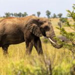 Pilanesberg National Park is an incredible way to see the Big Five